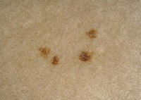 stain removal owlet carpet care
